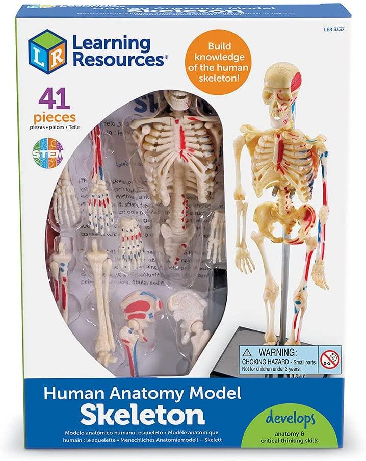 Learning Resources Skeleton Anatomy Model - Build knowledge of the human skeleton