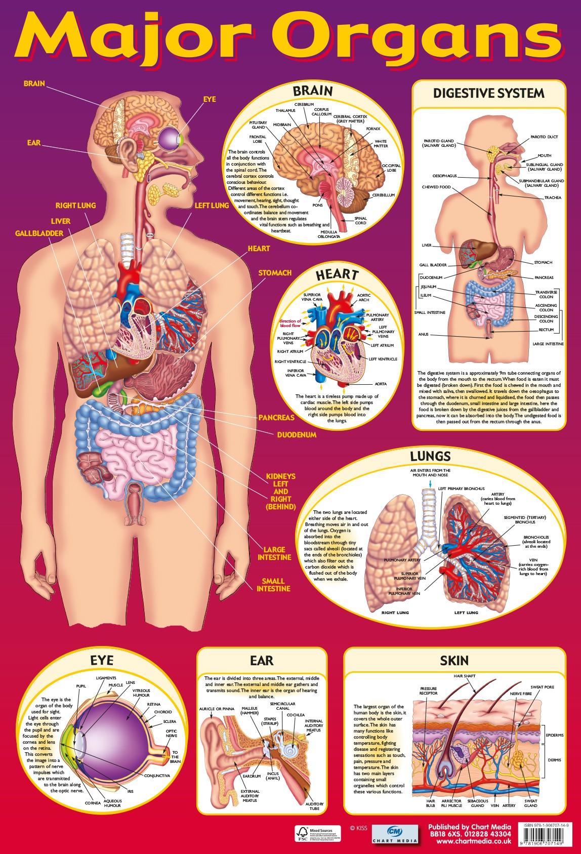 Major Organs Wall Chart 60 x 40 cm