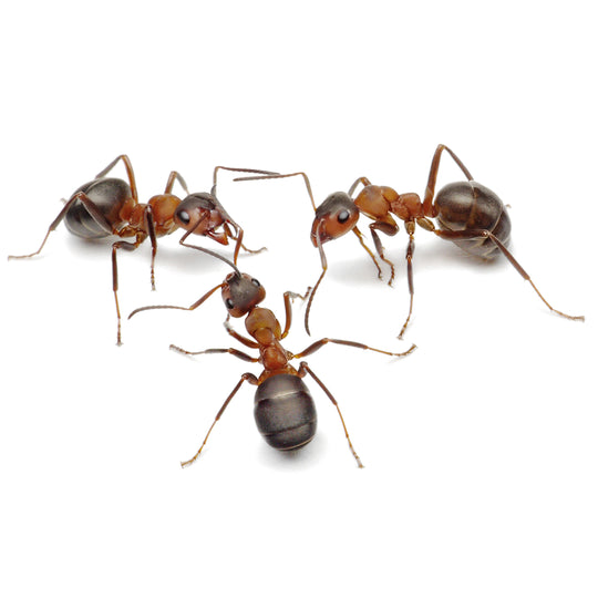 My Living World Nick Baker's Ant World
