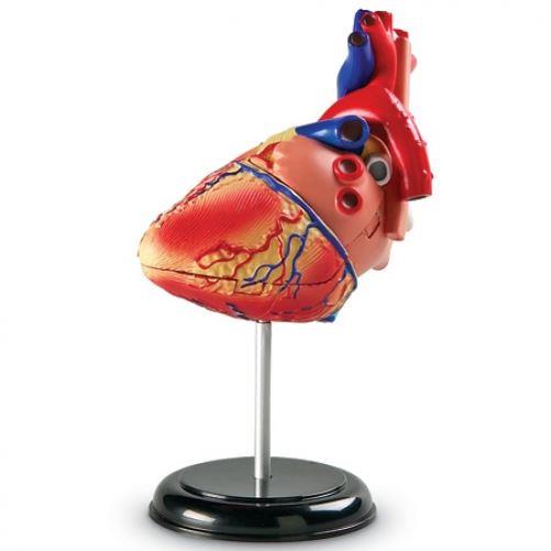 Learning Resources Heart Anatomy Model - Build Knowledge of the Human Heart