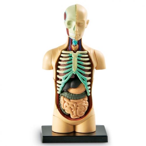 Learning Resources Human Body Anatomy Model - Build knowledge of the human body